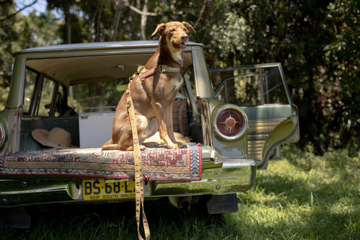 dog on road trip