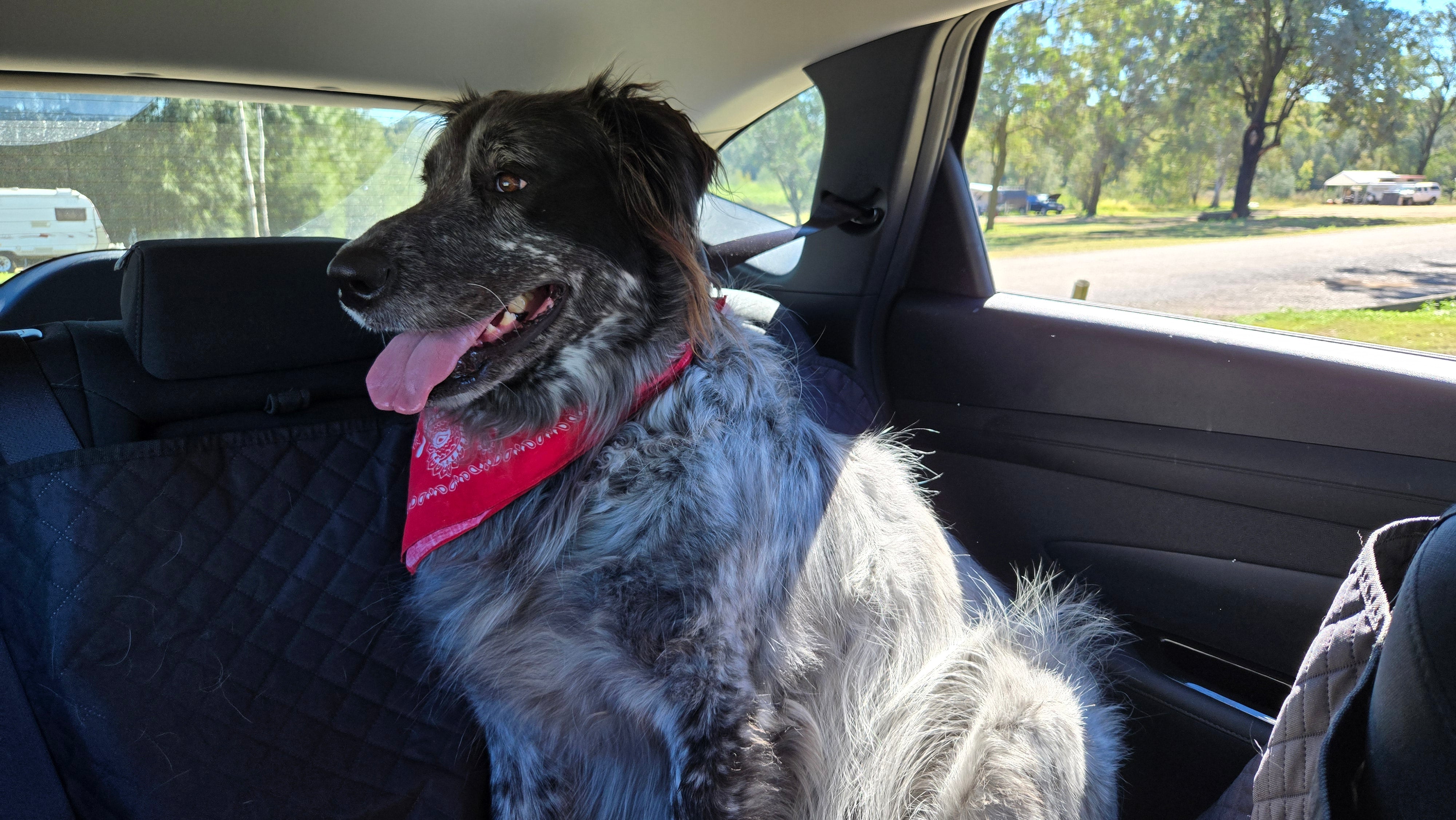 Road Trip with Dogs