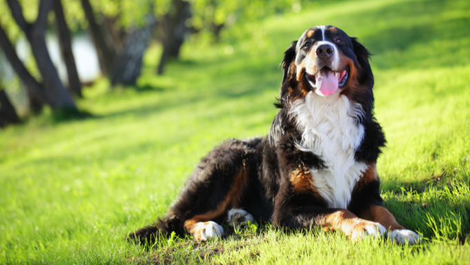 Bernese Mountain Dog lying on green grass in a sunny park, looking happy with its tongue out.