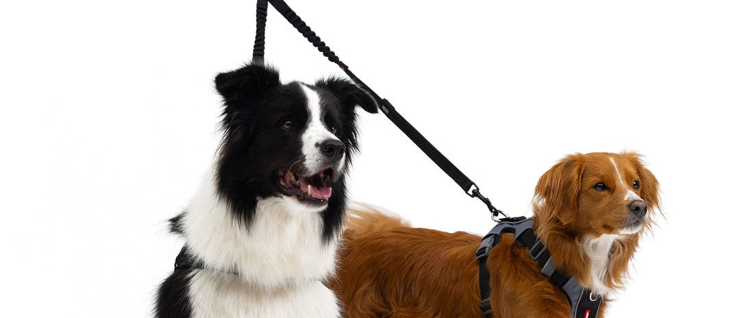 Double Dog Lead for Harness and Collar