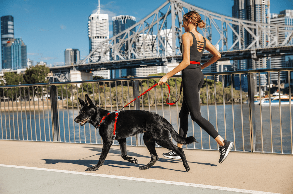 Urban Dog Walking Essentials for Sydney Apartment Life