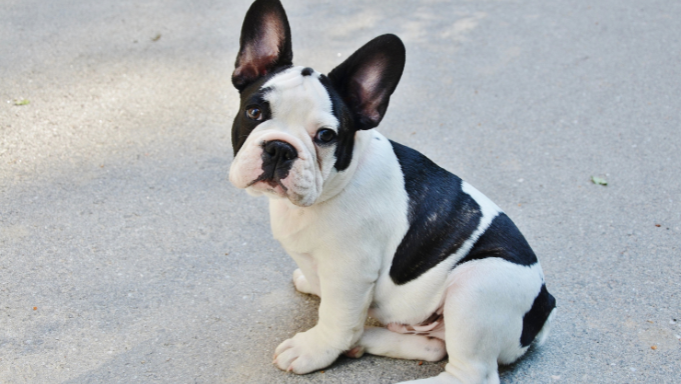 Black and white French Bulldog puppy sitting on a paved surface, looking curiously at the camera.