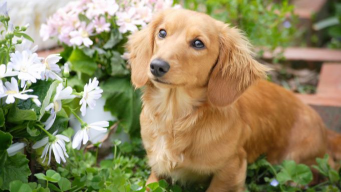 Long-haired Dachshund sitting among white and pink flowers in a garden.