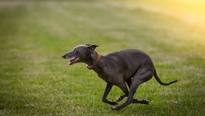 Patches with purpose: Debunking Greyhound Adoption Myths and Celebrating Foster Care