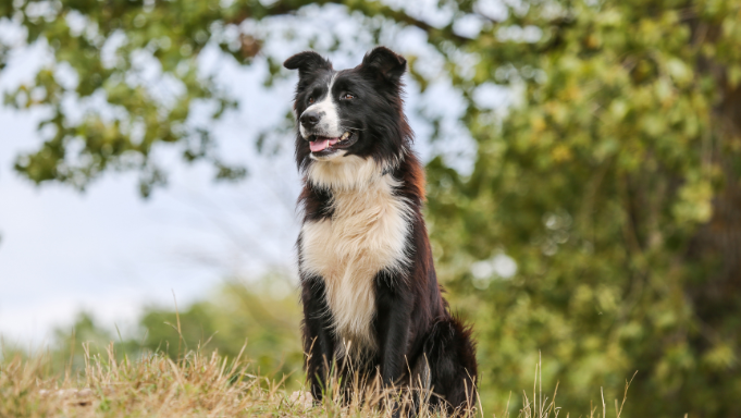 Border Collie Dog Breed: Temperament, Training & Health Guide