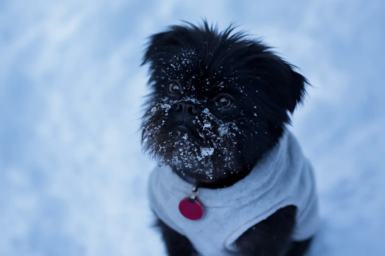 A small black Affenpinscher standing in the snow, looking up with snowflakes on its face.