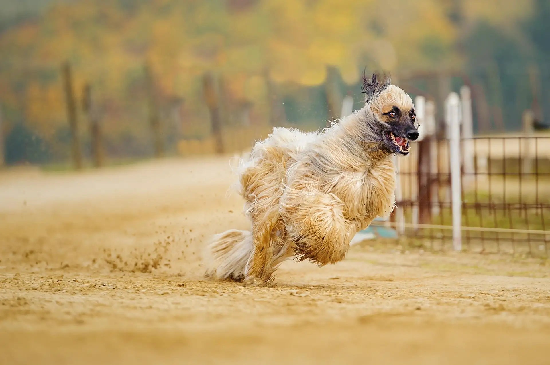 A happy and playful Afghan Hound running in a sandy field, with its long, flowing coat flowing in the wind.