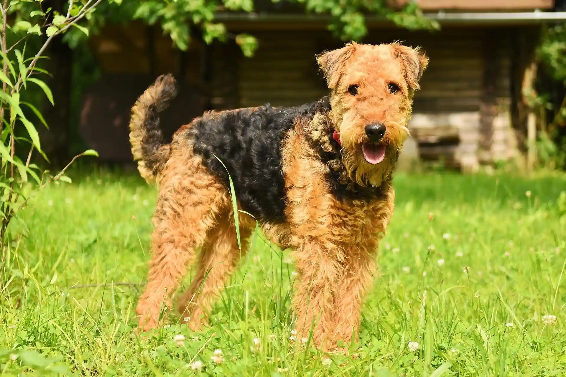 Airedale Terrier Dog Breed standing on the green grass-field, enjoying the green nature.