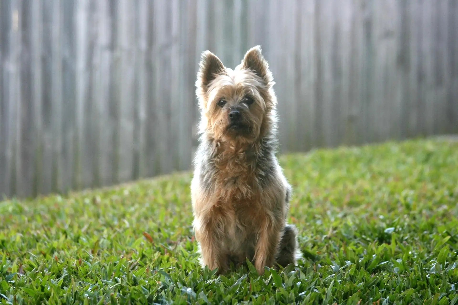 An Australian Silky Terrier sitting on the grass, looking alert and poised with erect ears, a long silky coat, and a confident expression.