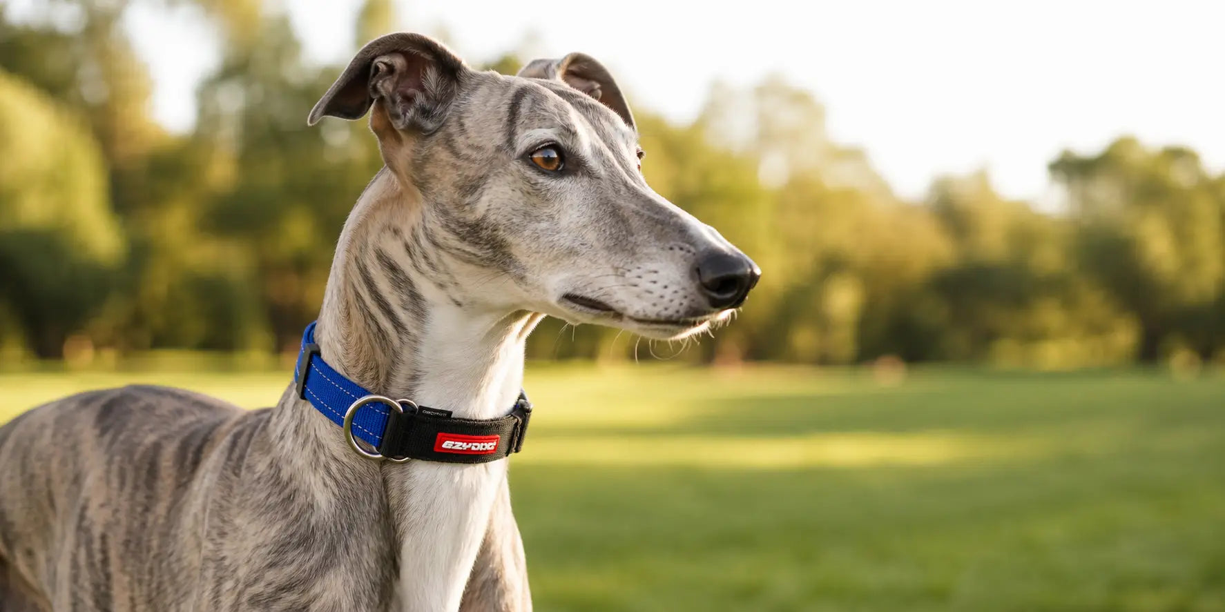 Best Dog Collar for Greyhounds