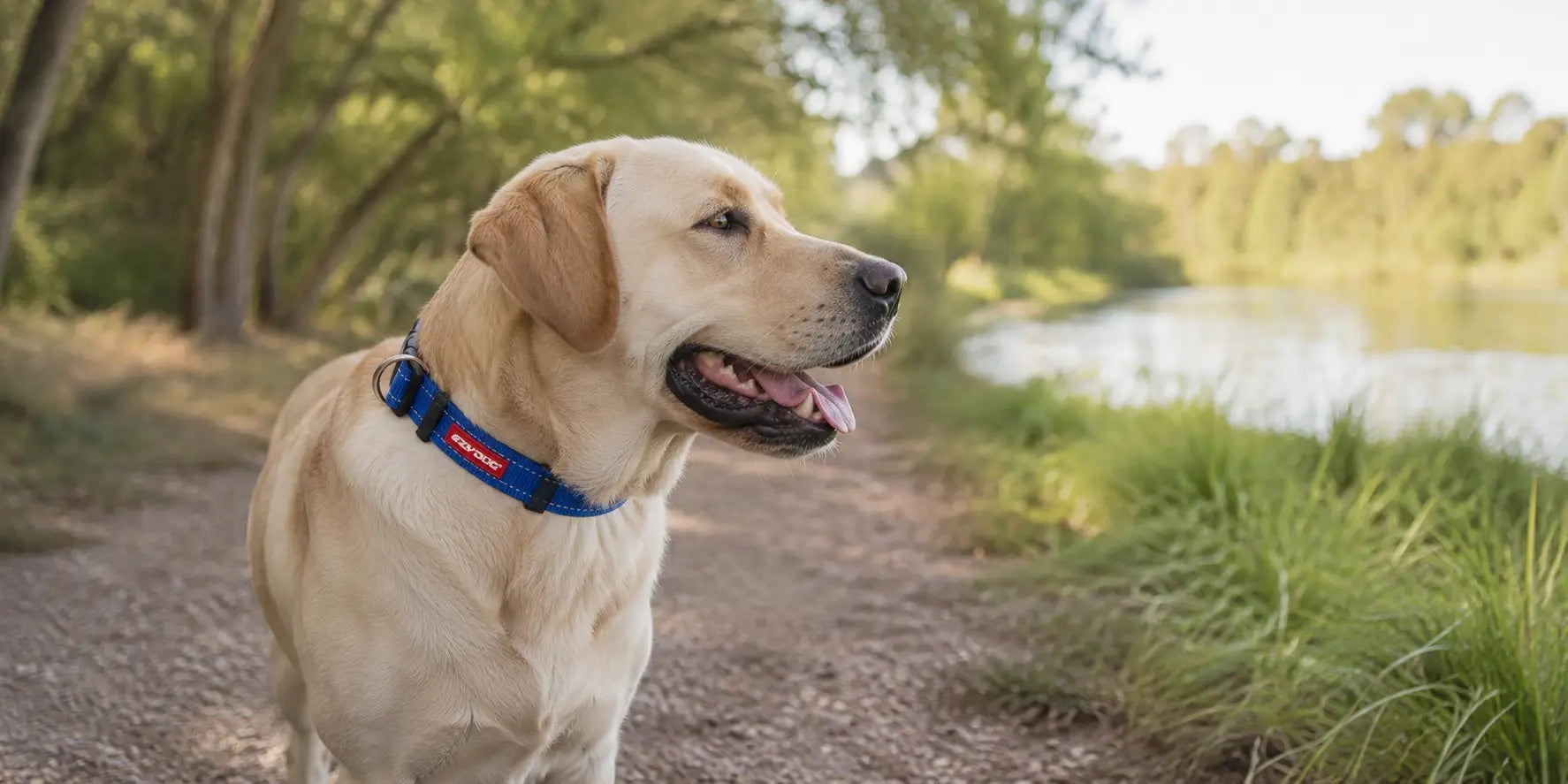 Best Dog Collar for Labradors