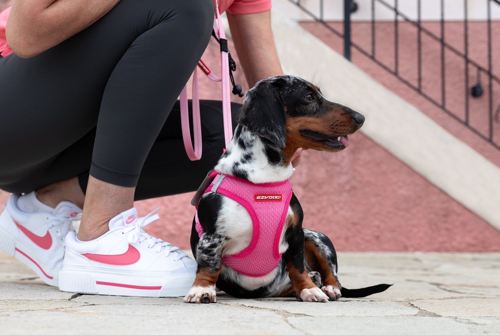 small dog with FORMFIT Active Mesh Harness