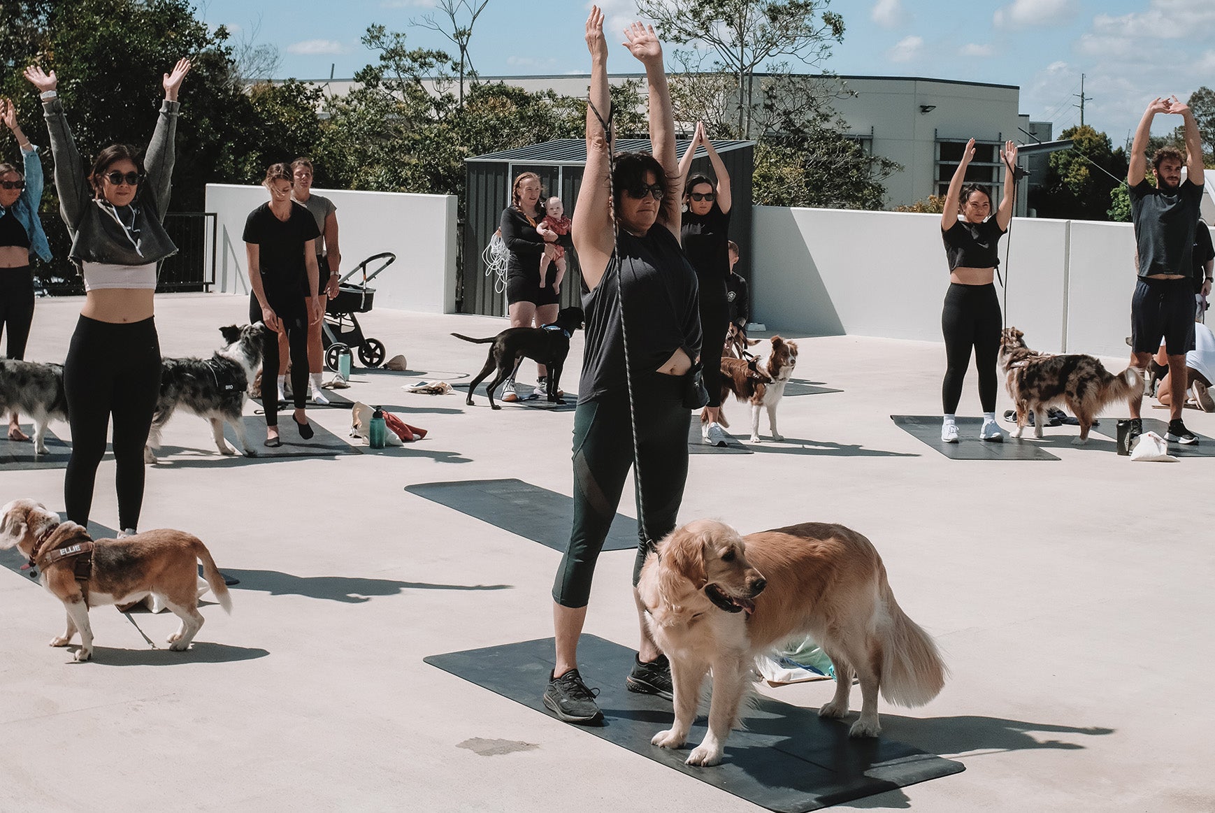 EzyDog Yoga Day ft. LSKD