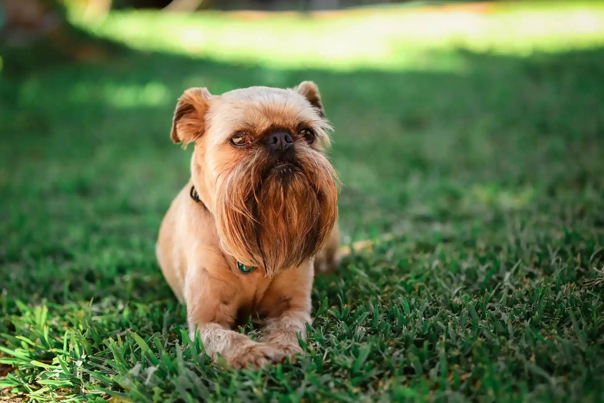 A Brussels Griffon dog with a distinctive beard and mustache lying on the grass, looking alert and calm in a relaxed outdoor setting.
