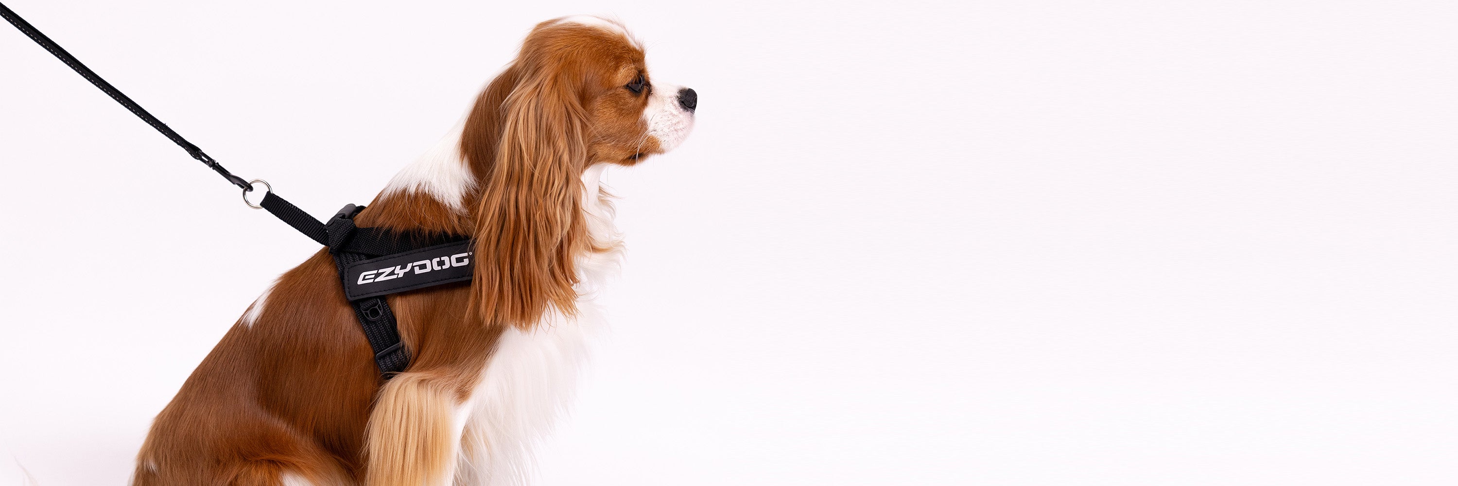 Dog Harness for Cavalier King Charles Spaniel