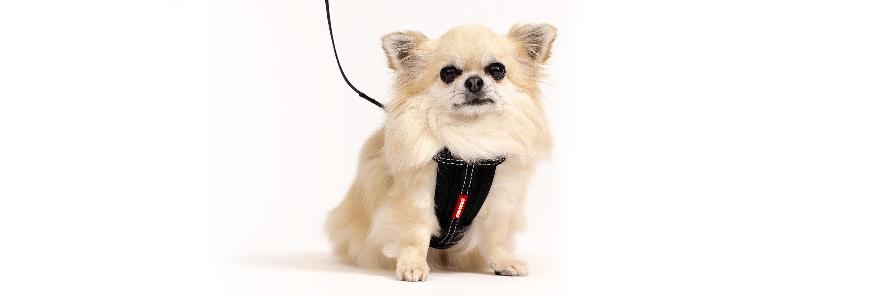 Dog Harness for Chihuahua
