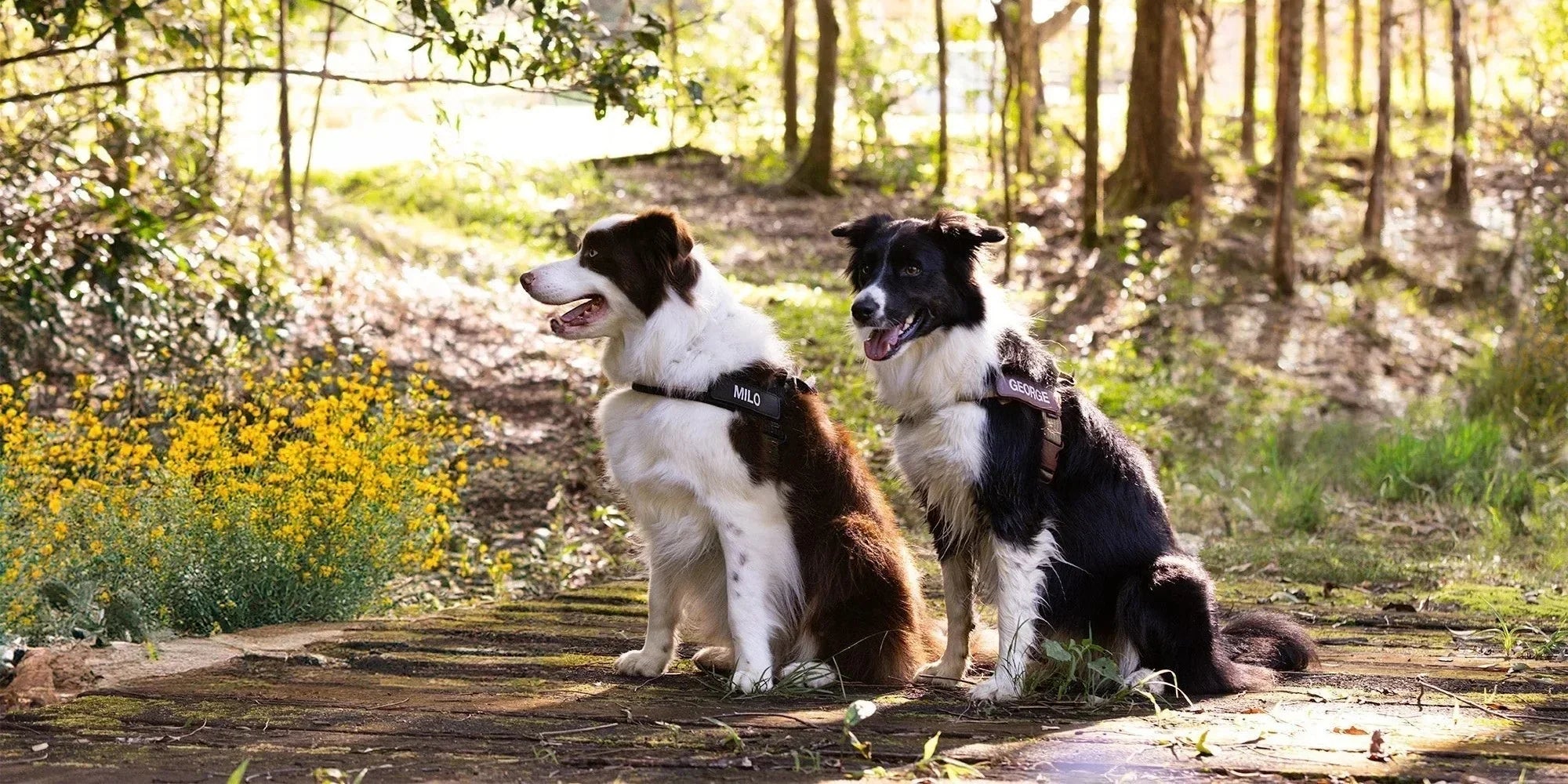 Choose the Best Adventure Dog Harness