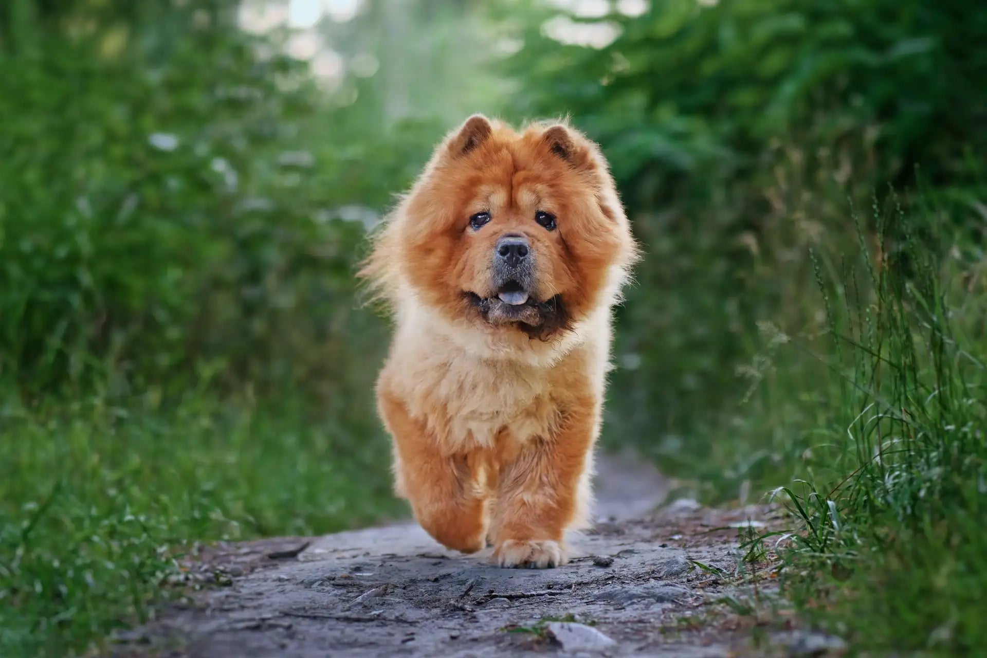 Chow Chow: History, Care, Training & Health Insights