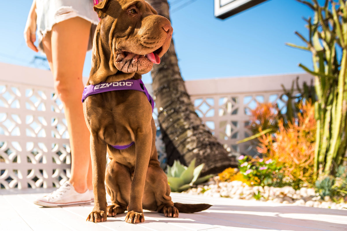 Best Gear for Your Dog