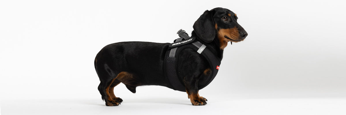 Best dog harness for Dachshund
