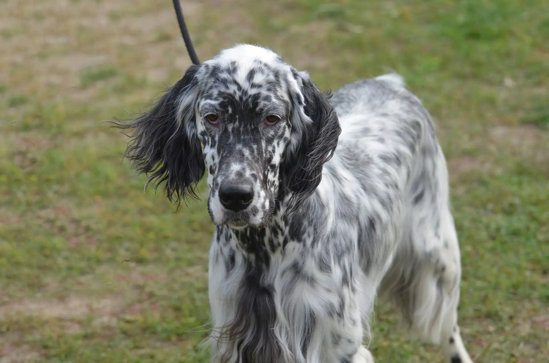 great looking English Setter dog breed standing with an adorable face