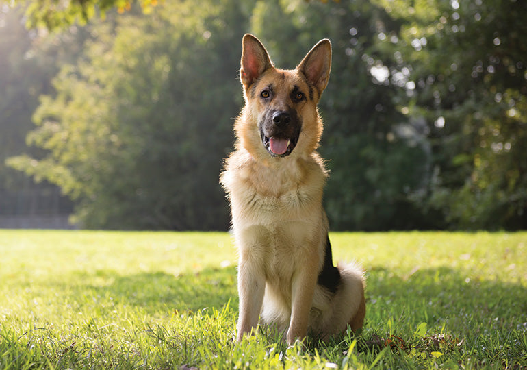 German Shepherd dog sitting on grass in a sunny park, facing the camera with ears up and tongue out.