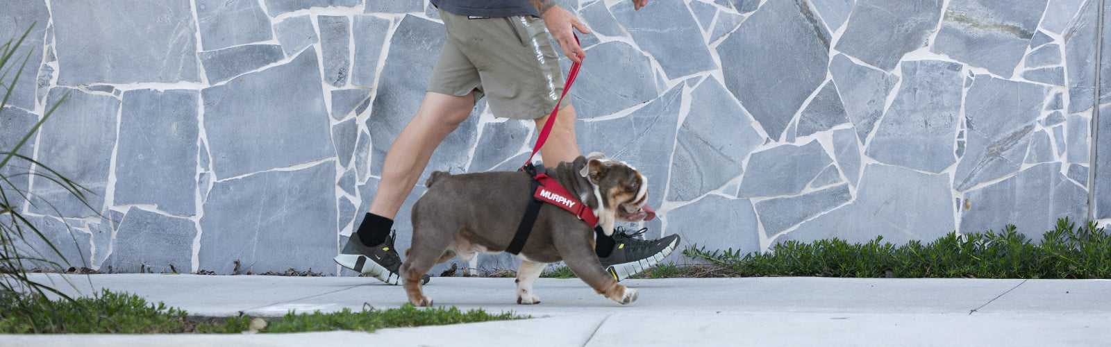 The Best Dog Leashes for Outdoor Activities
