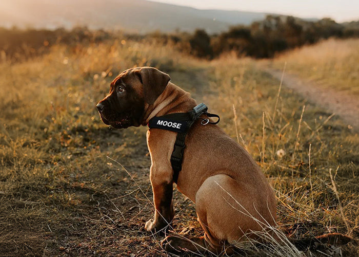 Best Dog Harnesses for Outdoor Adventures