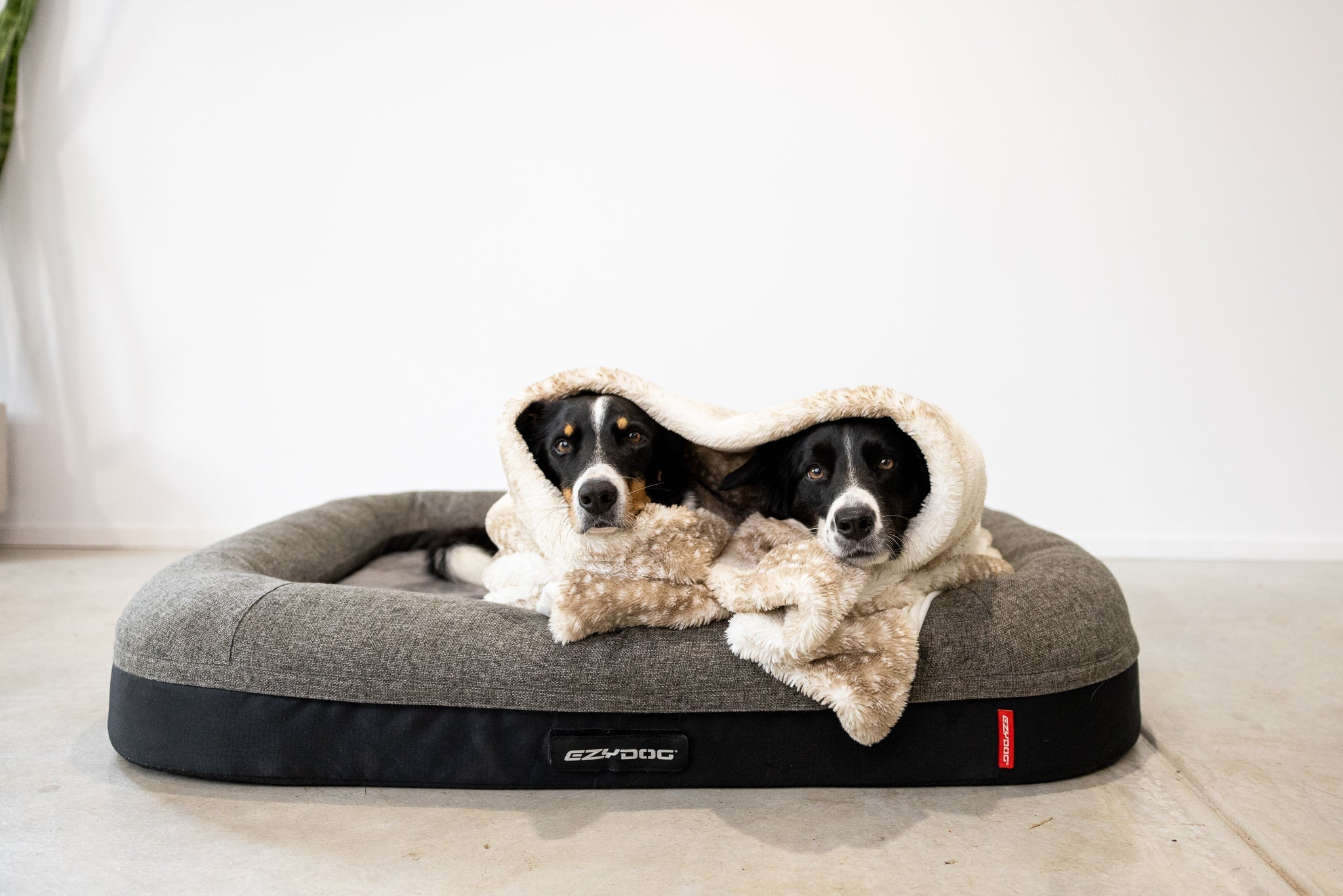 Why is My Dog Peeing on My Bed? Common Reasons and Solutions