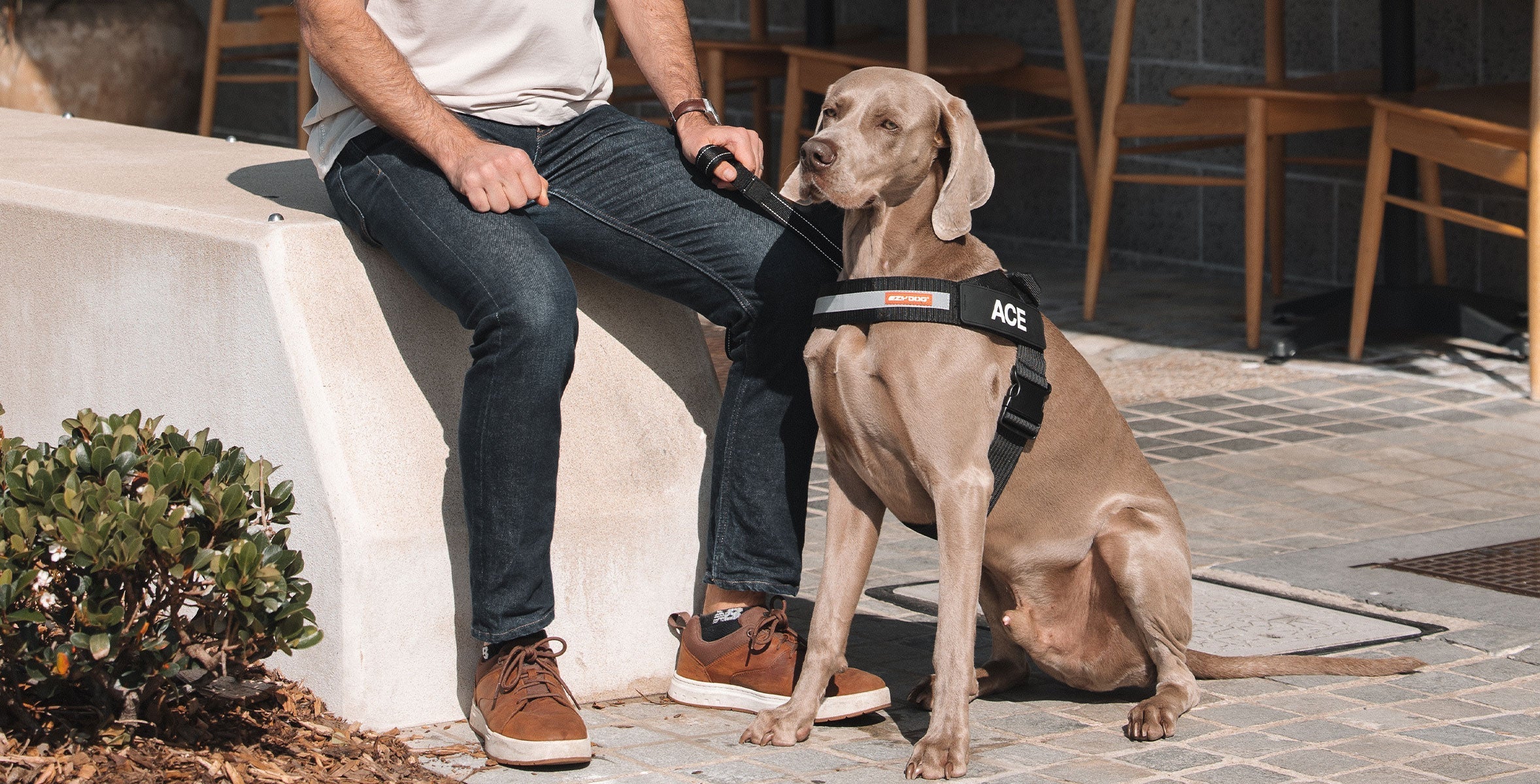 Aussie parent with dog