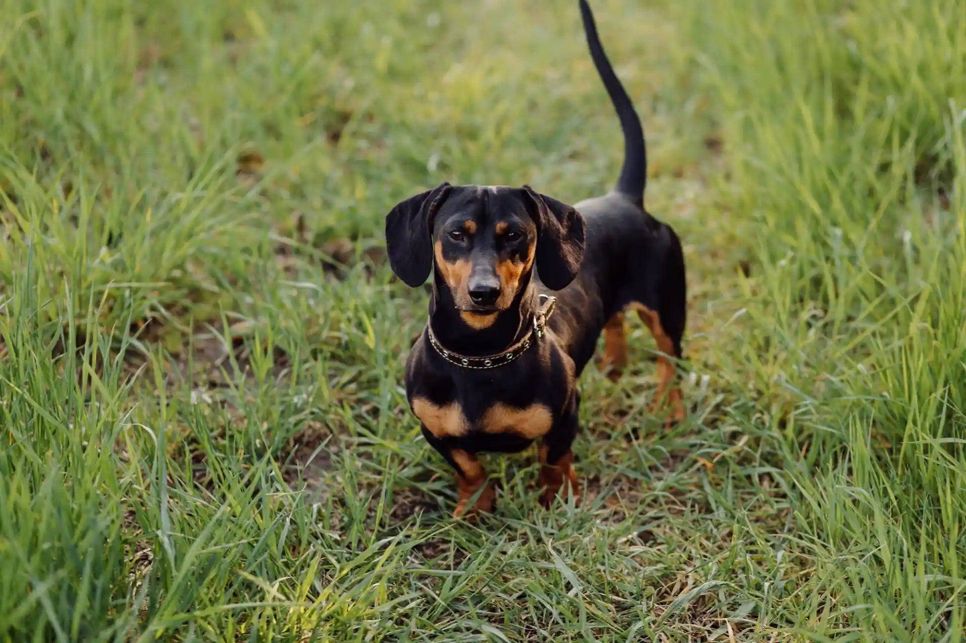 Miniature Dachshund: Complete Care & Training Guide!
