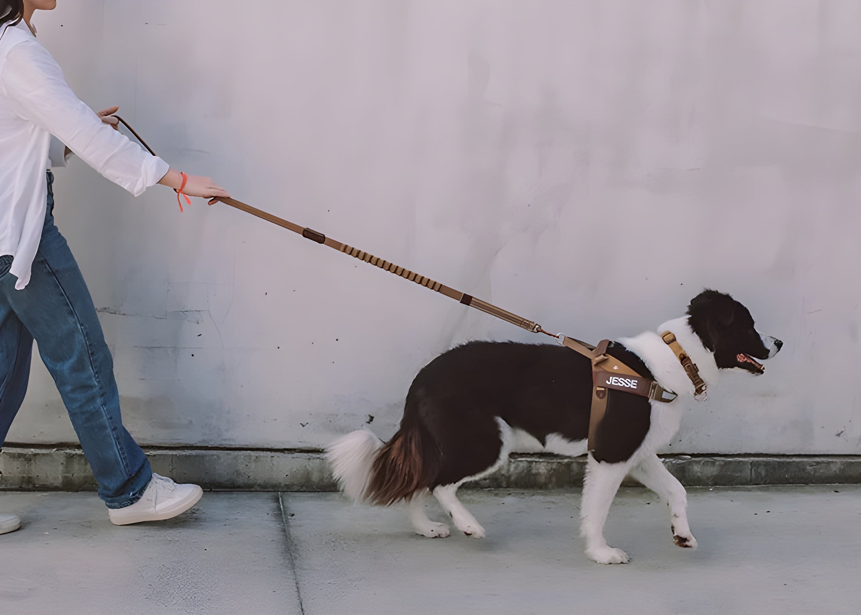 outing with dog