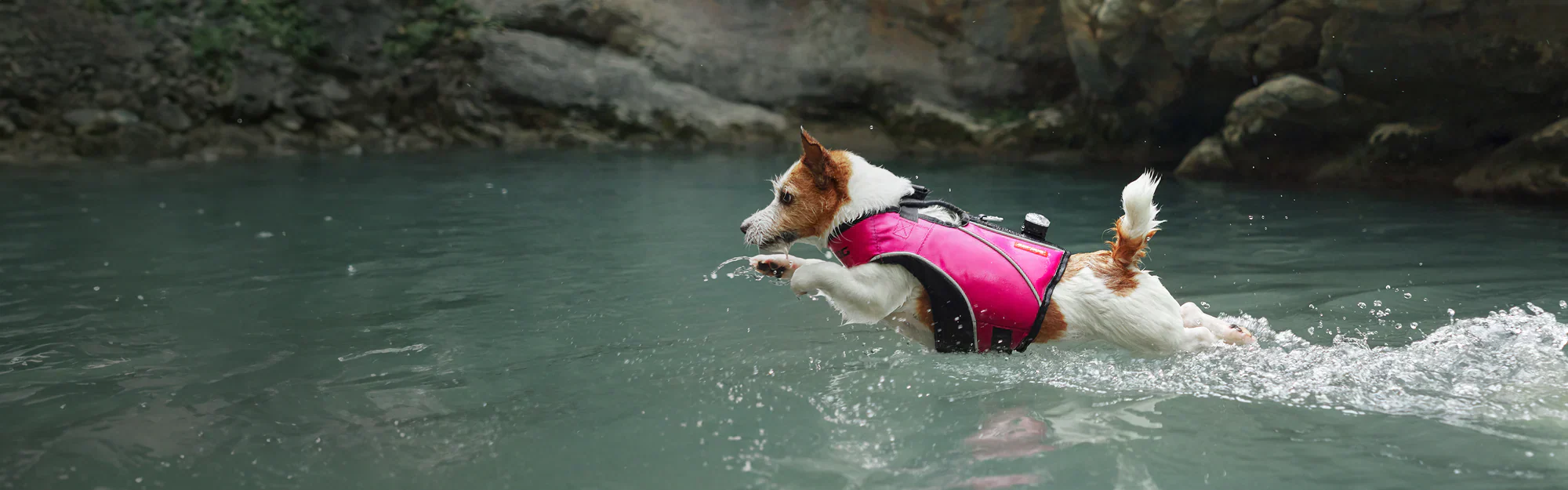Paws & Waves Dog Beach Gear