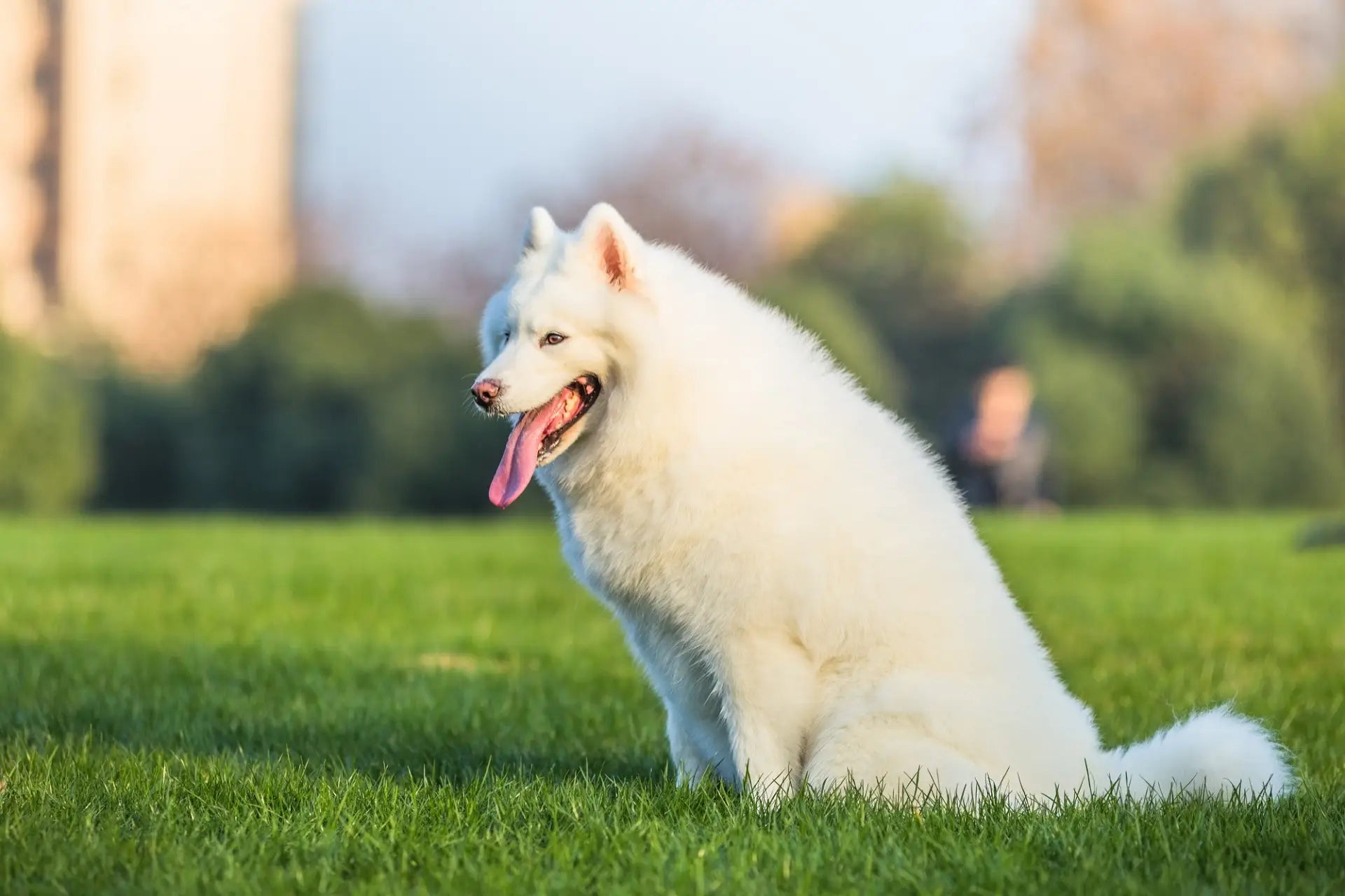 Samoyed dog breed sitting on the green grass field.