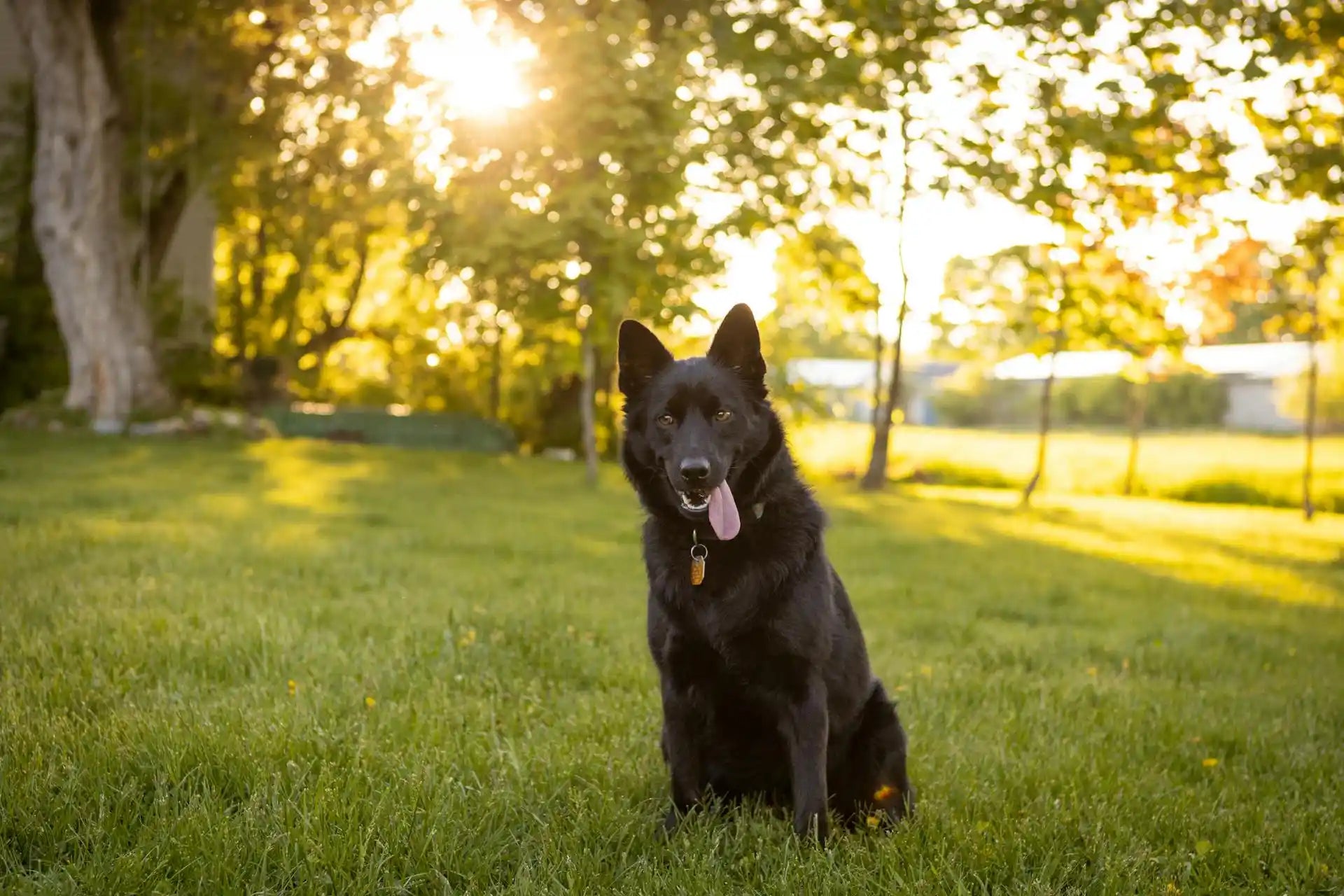 Schipperke dog breed on the green grass field