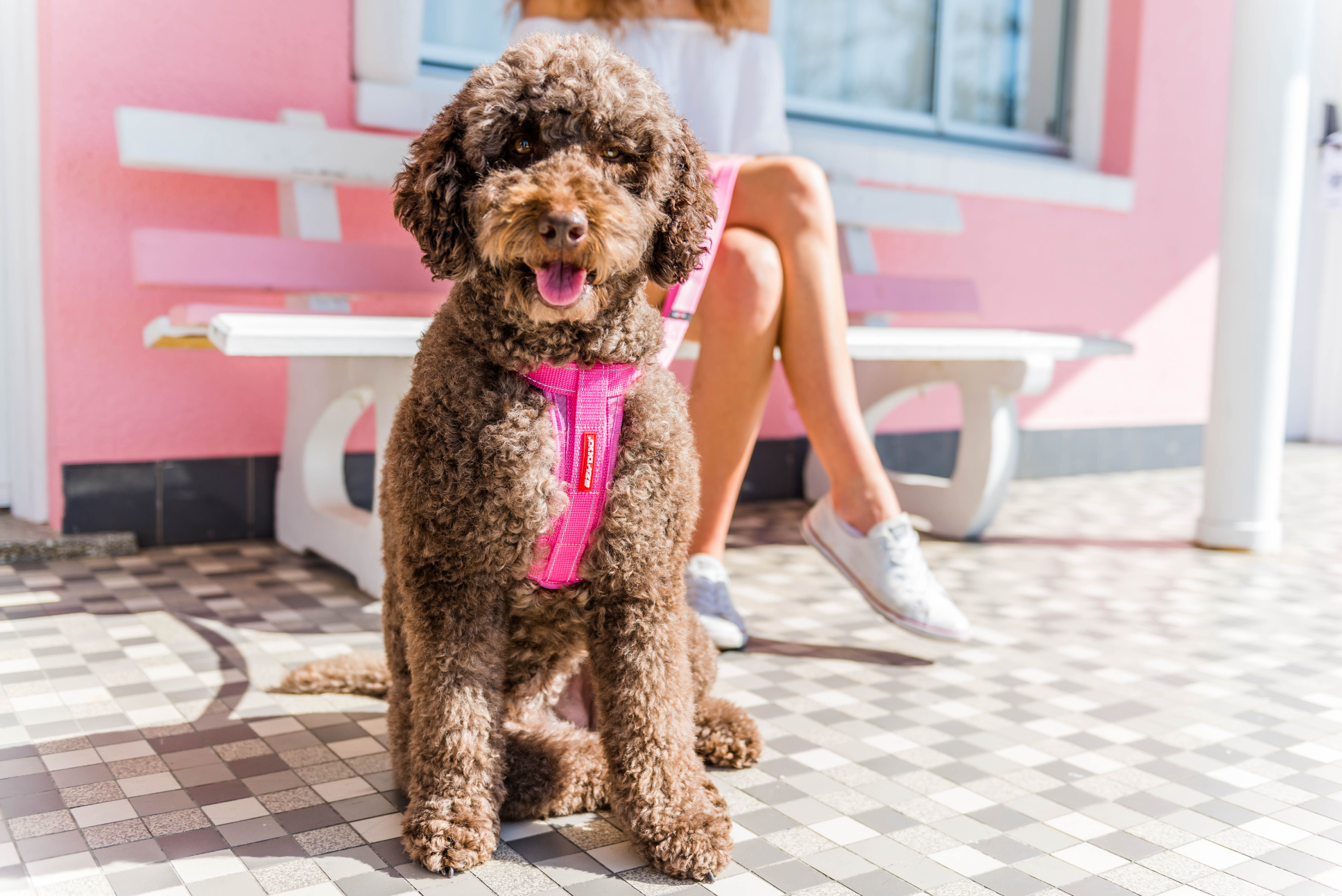 Groodle: Traits, Training, Care & Behaviour Insights by a Dog Owner