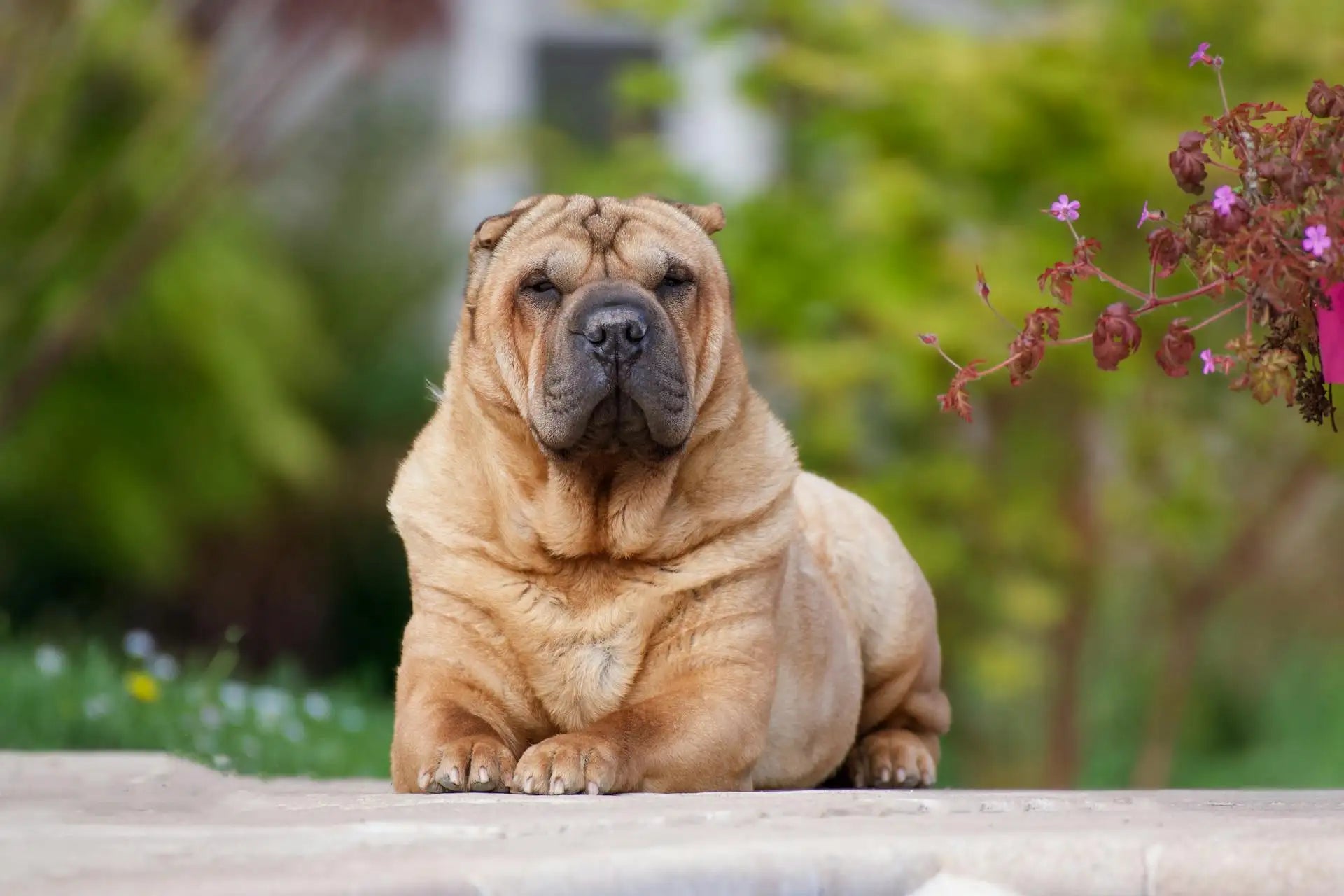 Shar-Pei dog laying on stone surface outdoors with wrinkled tan coat, calm expression, and blurred garden background with flowers.