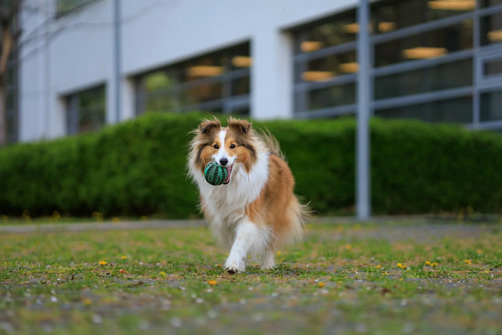 A playful Shetland Sheepdog running outdoors in a park, holding a green ball in its mouth.