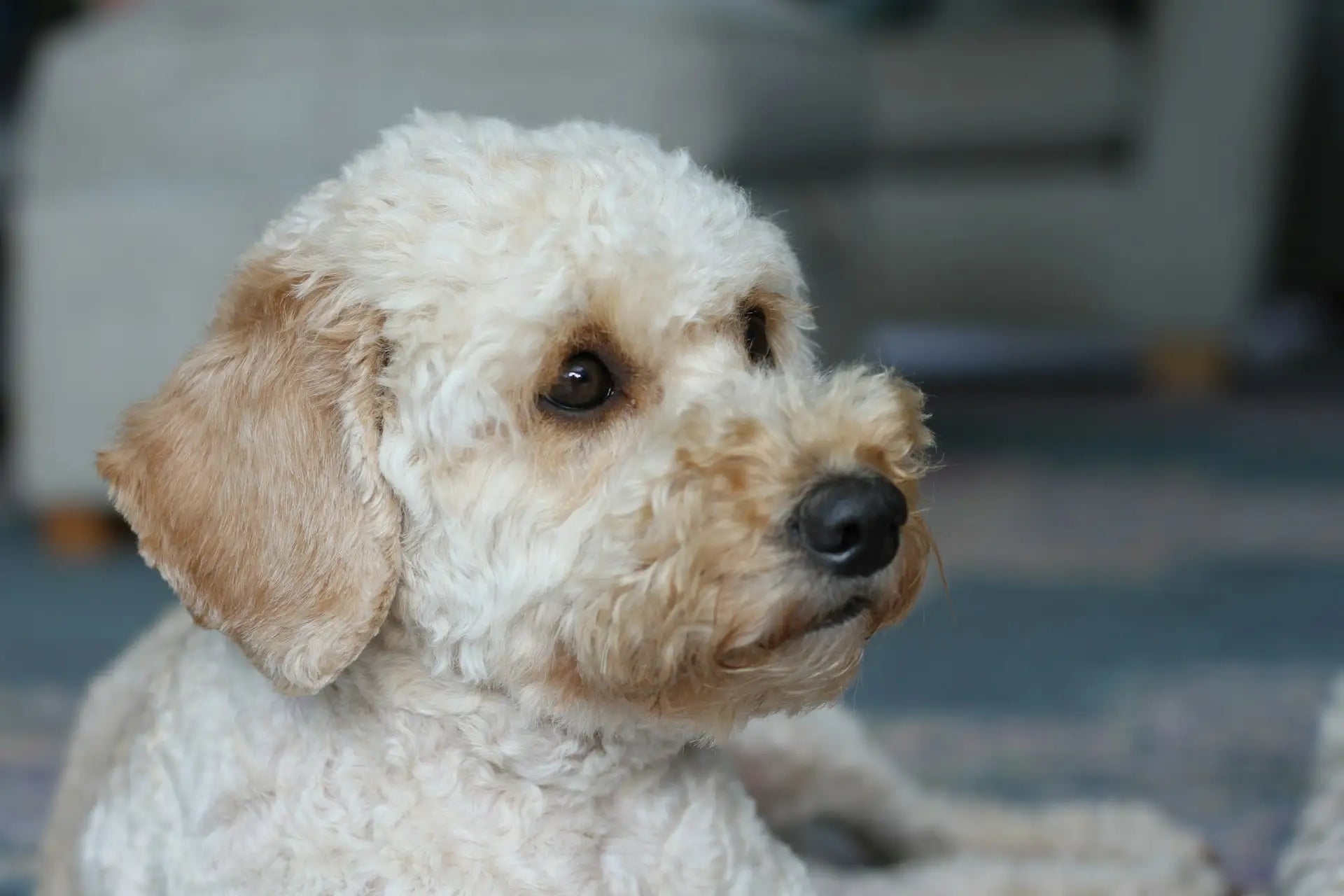 Spoodle dog breed