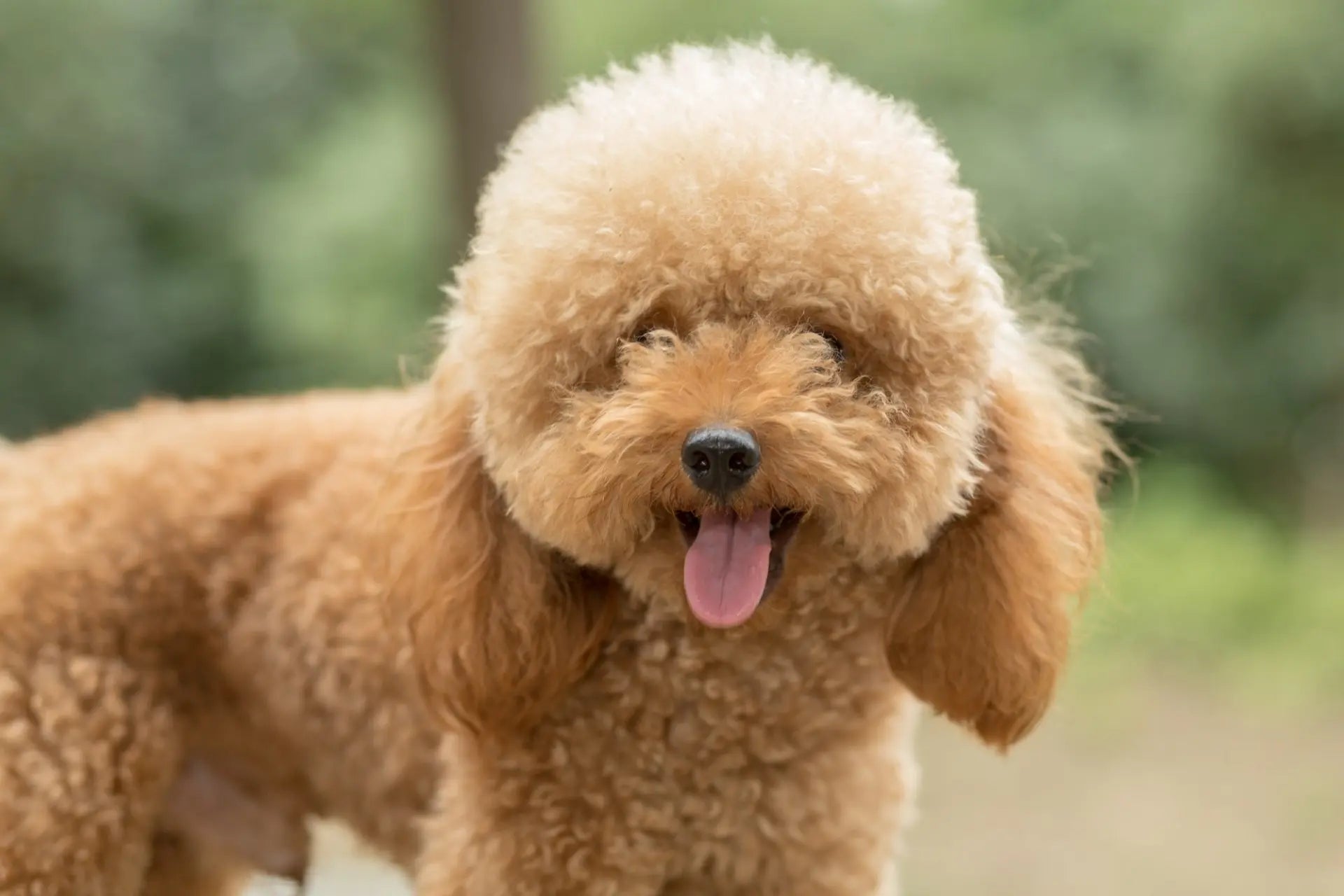 Toy Poodle Dog Breed