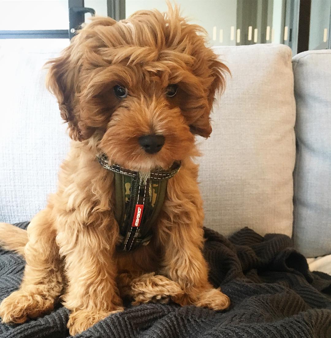 Cavoodle: History, Personality, Care & Training Tips by a Dog Lover