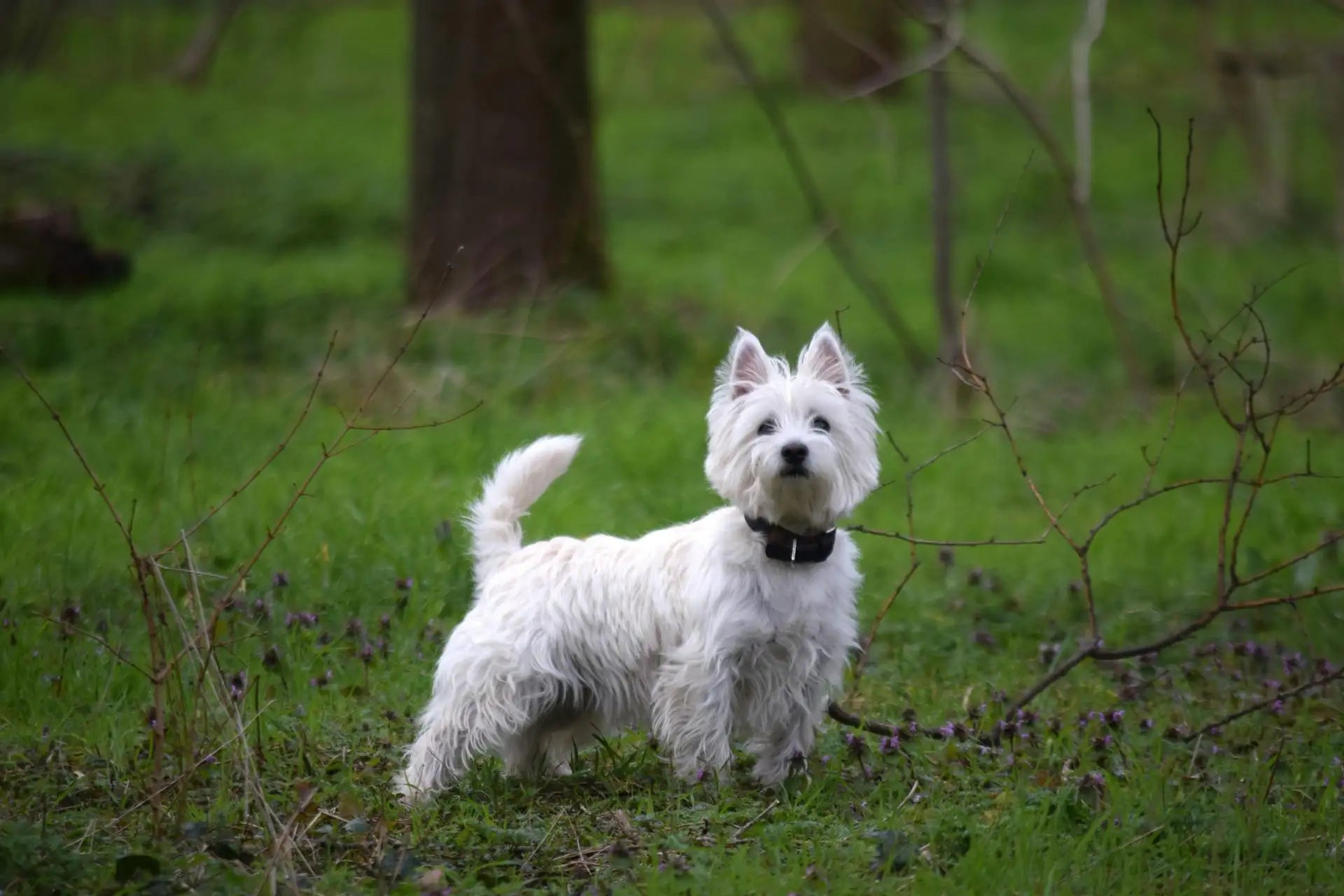 West Highland White Terrier (Westie) dog breed in lush the green field.