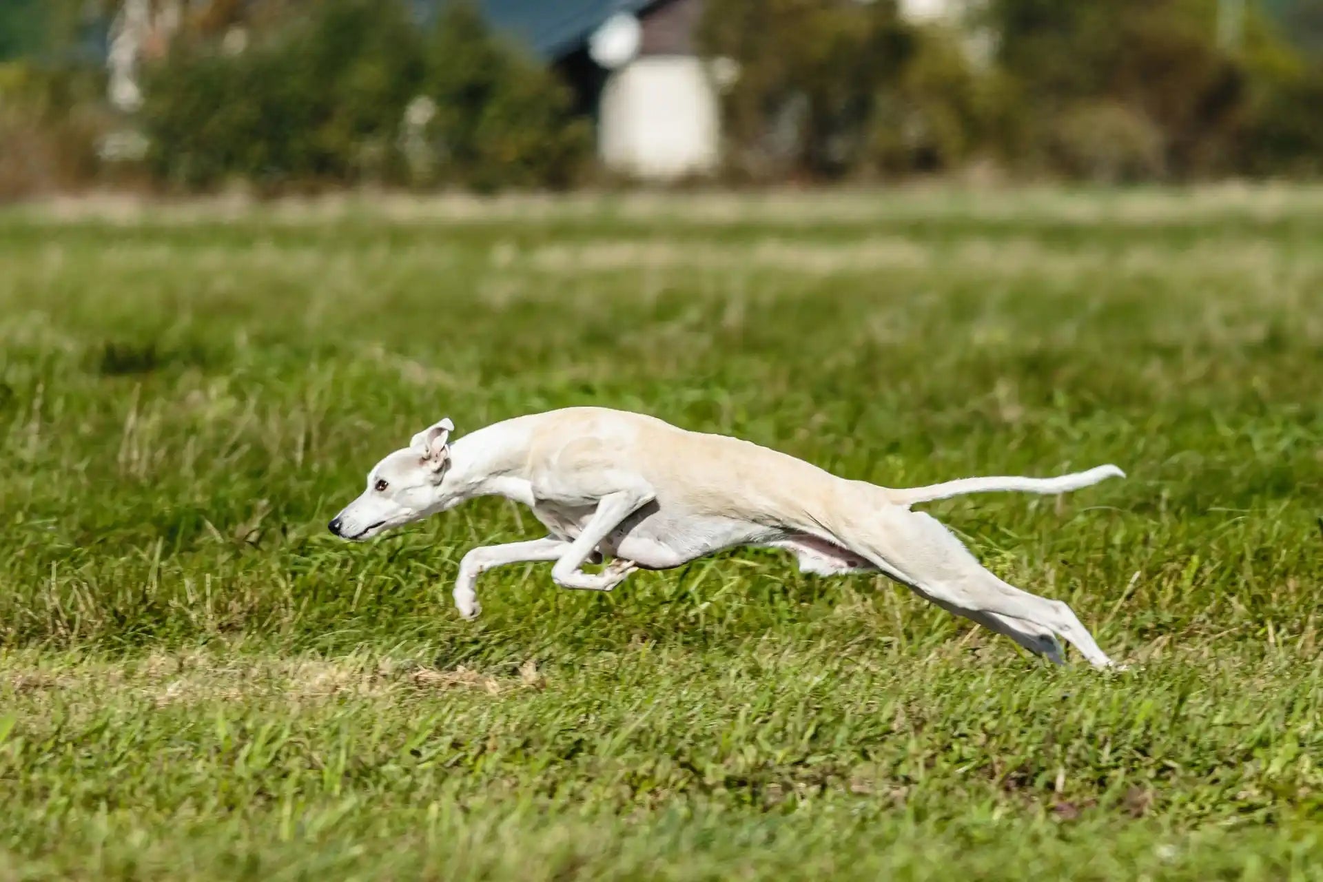 Whippet dog running outdoors field