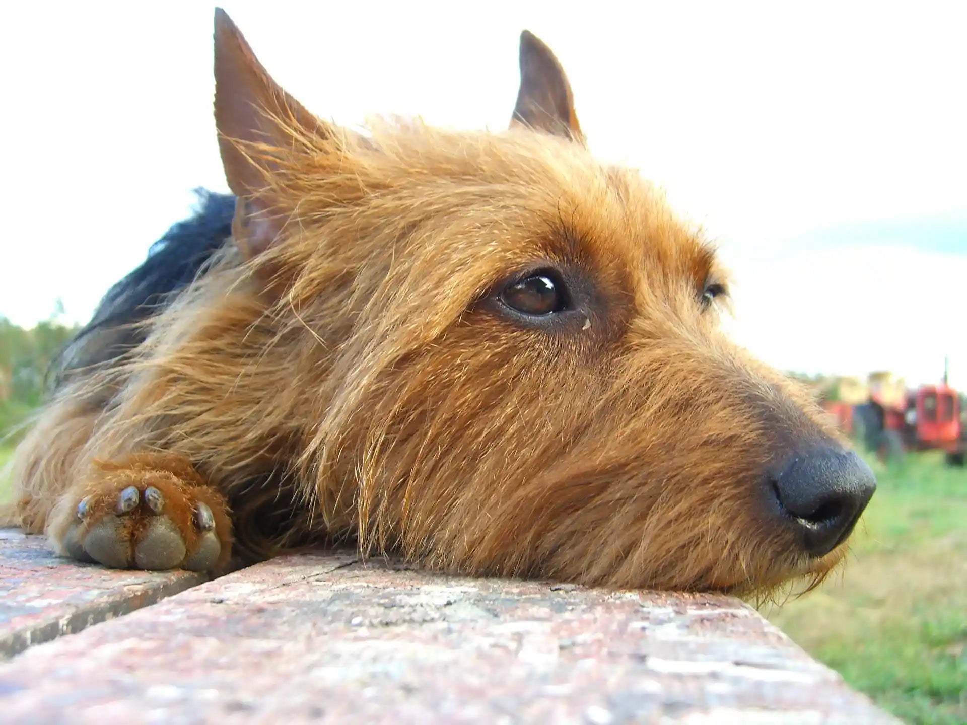 Australian Terrier dog breed