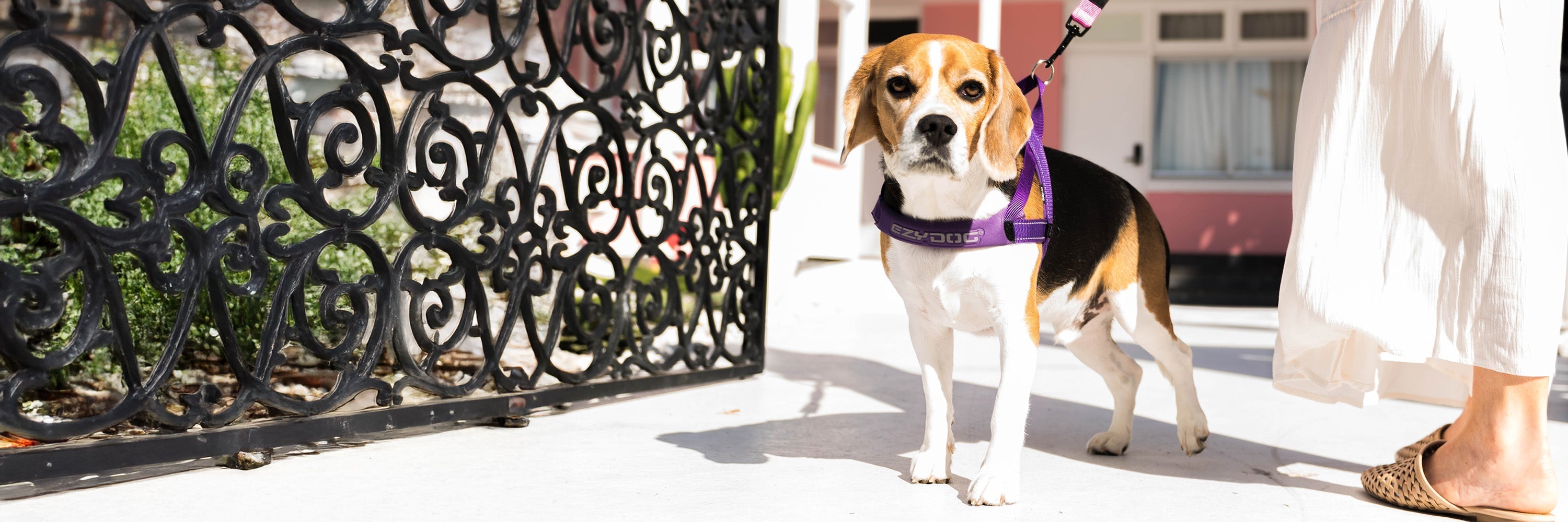 Best No Pull Dog Harness for Beagles - Comfortable & Secure Fit