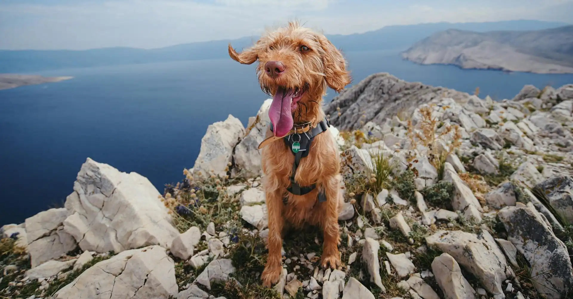 Best Dog Hiking Harnesses for the Blue Mountains Trails