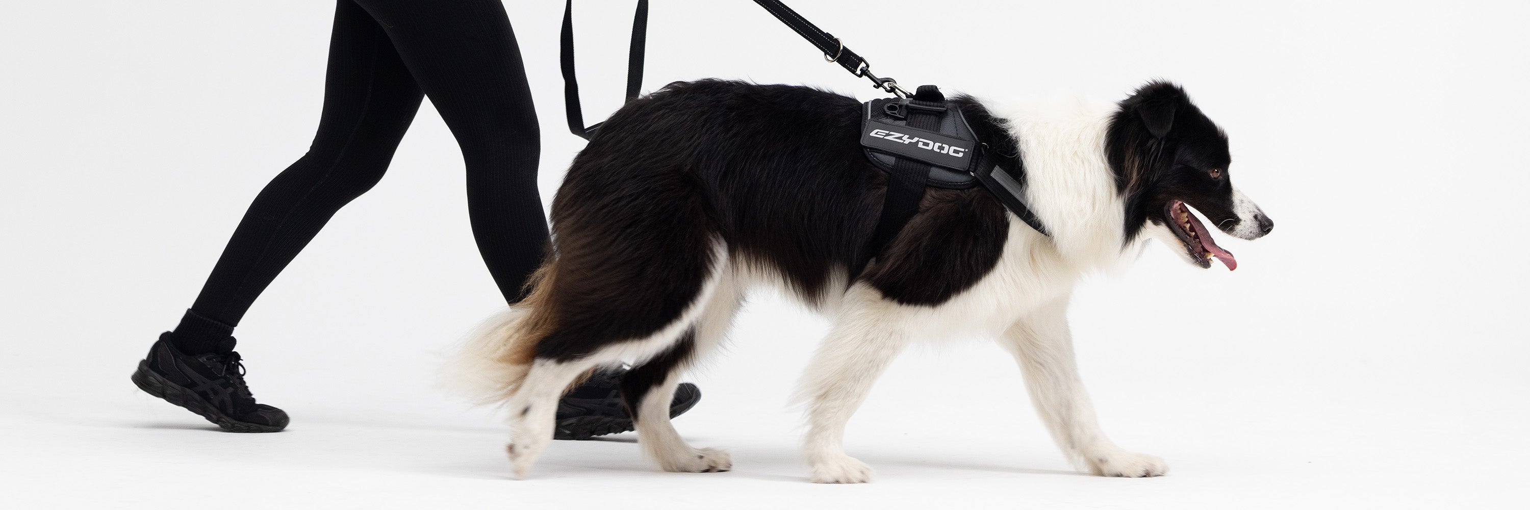 Dog Harness for Border Collie