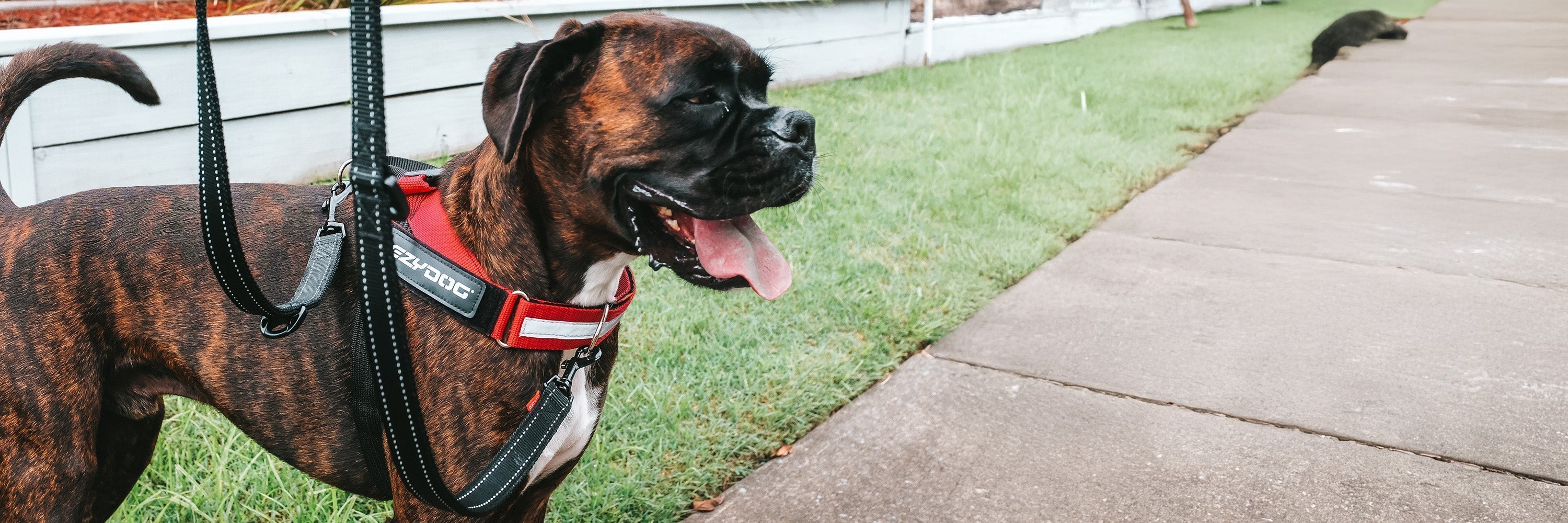 Best Dog Harness for Boxer