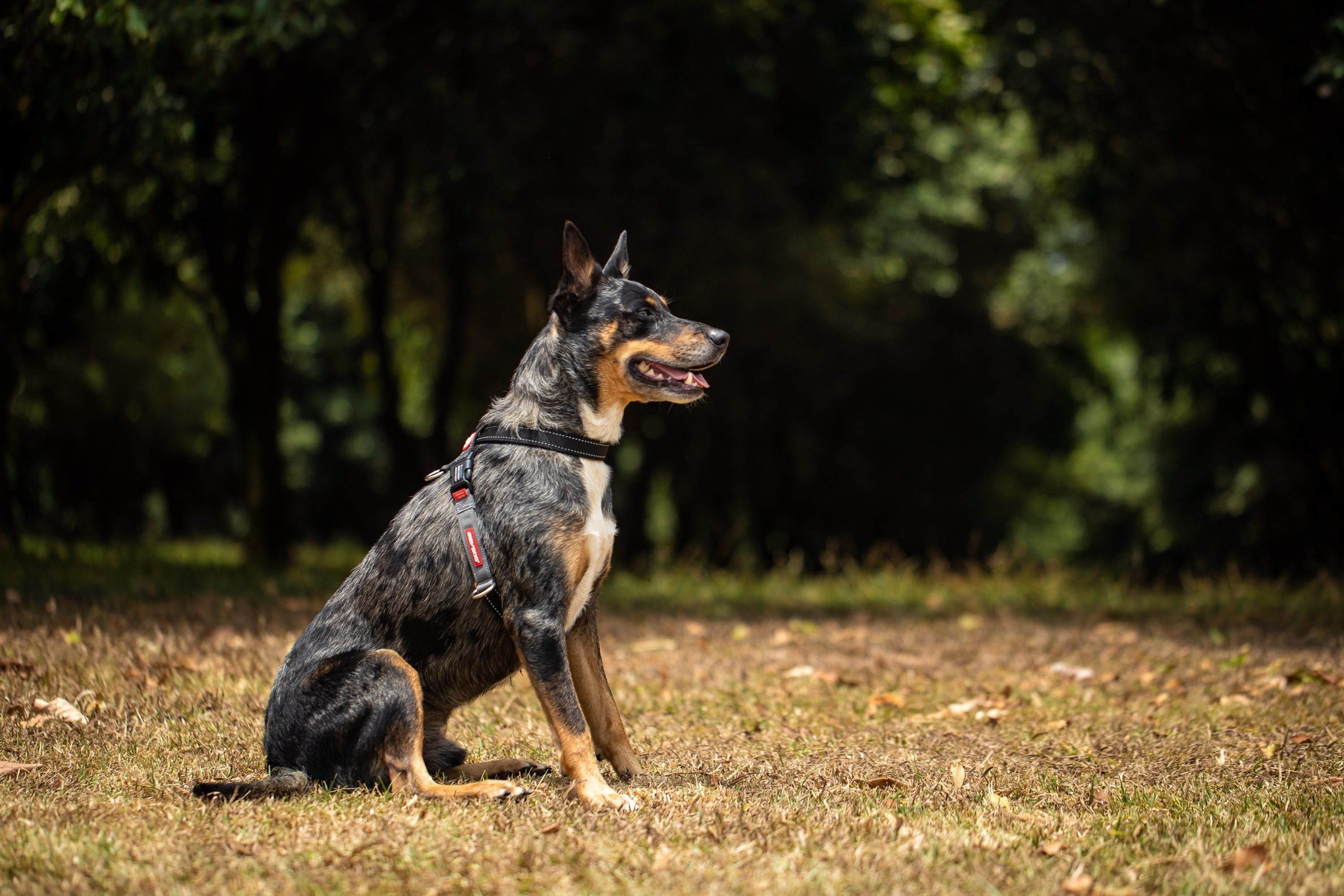 How to Train Your Dog to Walk on a Leash