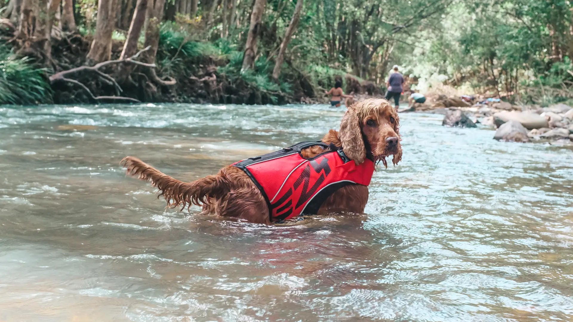 dog water activities Australia